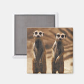 Aimant de Meerkat (Recto/Verso)