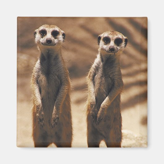 Aimant de Meerkat (Devant)