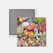 Aimant de mélange coloré et succulent (Recto/Verso)