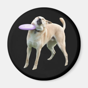 Aimant de mème de chien de Frisbee
