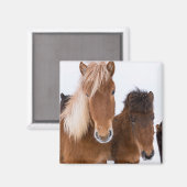 Aimant De mignons chevaux islandais ensemble (Recto/Verso)