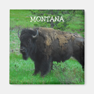 Aimant de Montana Bison