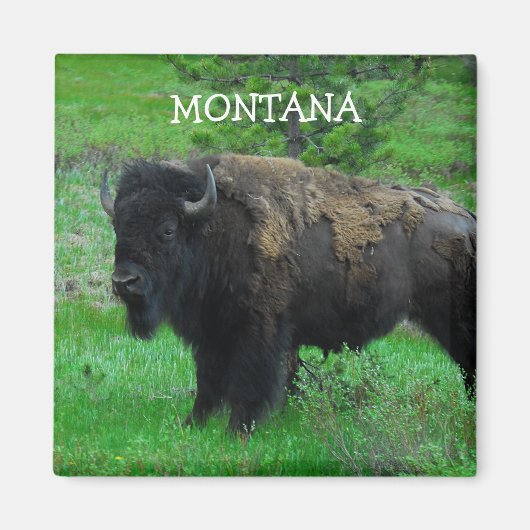Aimant de Montana Bison (Devant)