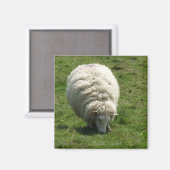 Aimant de mouton (Recto/Verso)