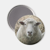 Aimant de mouton (Recto/Verso)