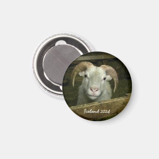 Aimant de mouton islandais (Recto/Verso)