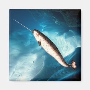 Aimant de Narwhal