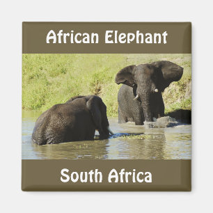 Aimant de natation d'éléphant (éléphant africain)