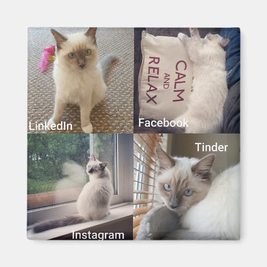 Aimant De nombreux visages d'un chat Ragdoll (Devant)