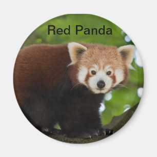 Aimant de panda rouge
