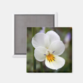 Aimant de Pansy sauvage (Recto/Verso)