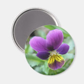 Aimant de Pansy sauvage (Recto/Verso)