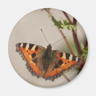 Aimant de papillon
