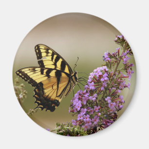 Aimant de papillon