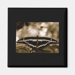 Aimant de papillon de B/W