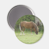 Aimant de pâturage de Cheval Brown de châtaignes (Recto/Verso)