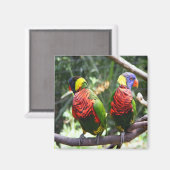 Aimant de perroquets colorés (Recto/Verso)