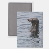Aimant de phoque gris (Recto/Verso)