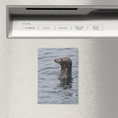 Aimant de phoque gris (In Situ (Lave-vaisselle))