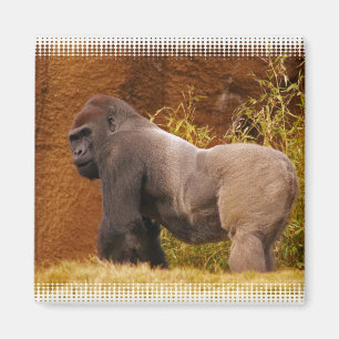 Aimant de photo de gorille de Silverback