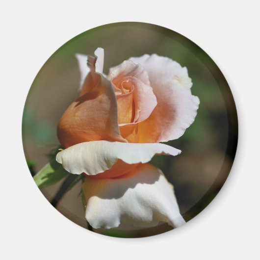 Aimant de photographie de fleur de Rosebud de (Devant)