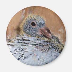 Aimant de pigeon voyageur de bébé