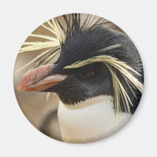 Aimant de pingouin de Rockhopper
