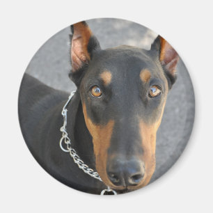 Aimant de Pinscher de dobermann
