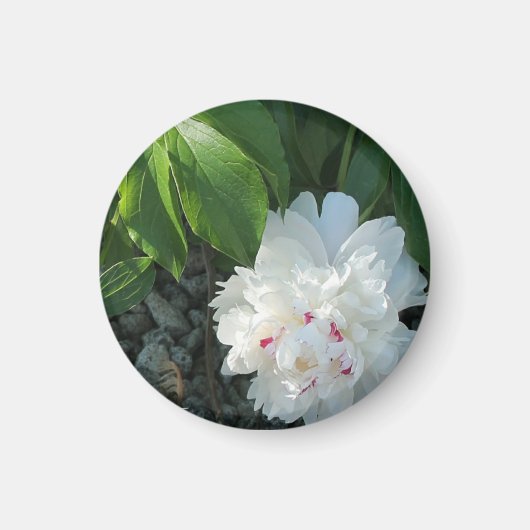Aimant de pivoine précieux (Devant)