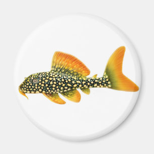 Aimant de Pleco de soleil de Goldy