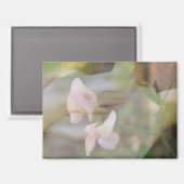 Aimant de pois doux (Recto/Verso)