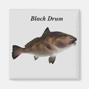 Aimant de poisson à tambour noir