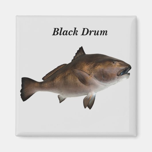 Aimant de poisson à tambour noir (Devant)