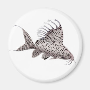 Aimant de poisson-chat d'eupterus de Synodontis