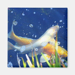 aimant de poisson de l'étang koi