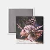 Aimant de poisson de lion zèbre (Recto/Verso)