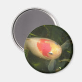 Aimant de poisson d'or (Recto/Verso)