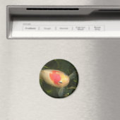 Aimant de poisson d'or (In Situ (Lave-vaisselle))