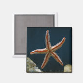 Aimant de poisson étoile (Recto/Verso)