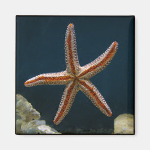 Aimant de poisson étoile