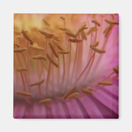 Aimant de pollen rose (Devant)