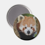 Aimant de portrait de Panda (Recto/Verso)
