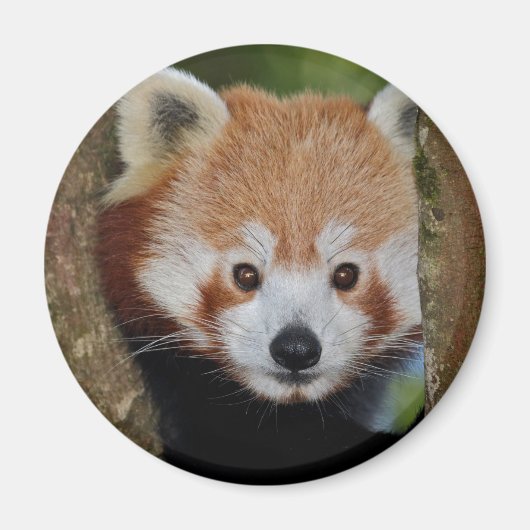 Aimant de portrait de Panda (Devant)