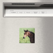 Aimant de poulain arabe (In Situ (Lave-vaisselle))