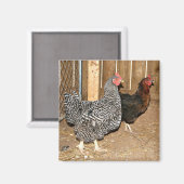Aimant de poulet (Recto/Verso)