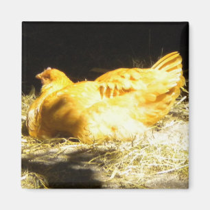 Aimant de poulet doré