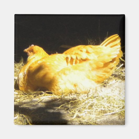 Aimant de poulet doré (Devant)
