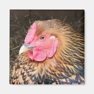 Aimant de poulet no 2 Golden Laced Wyandotte