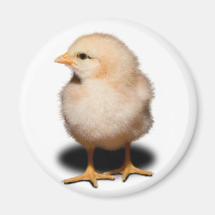 Aimant de poussin