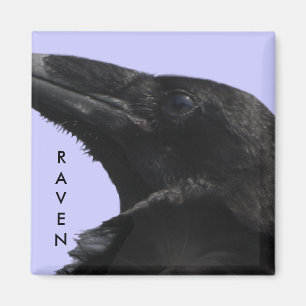Aimant de profil corbeau